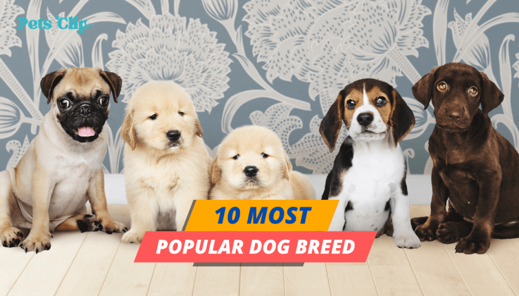 Most Popular Dog Breed