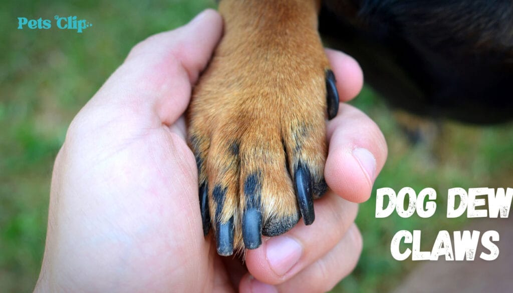 What Dog Breeds Don't Have Dewclaws