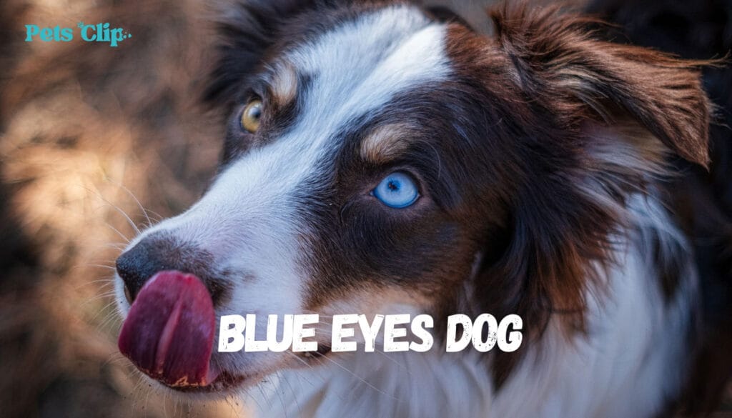 What Dog Breeds Have Blue Eyes