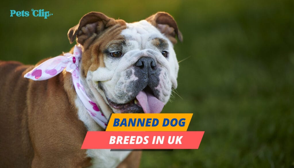 What Dog Breeds are Banned in UK