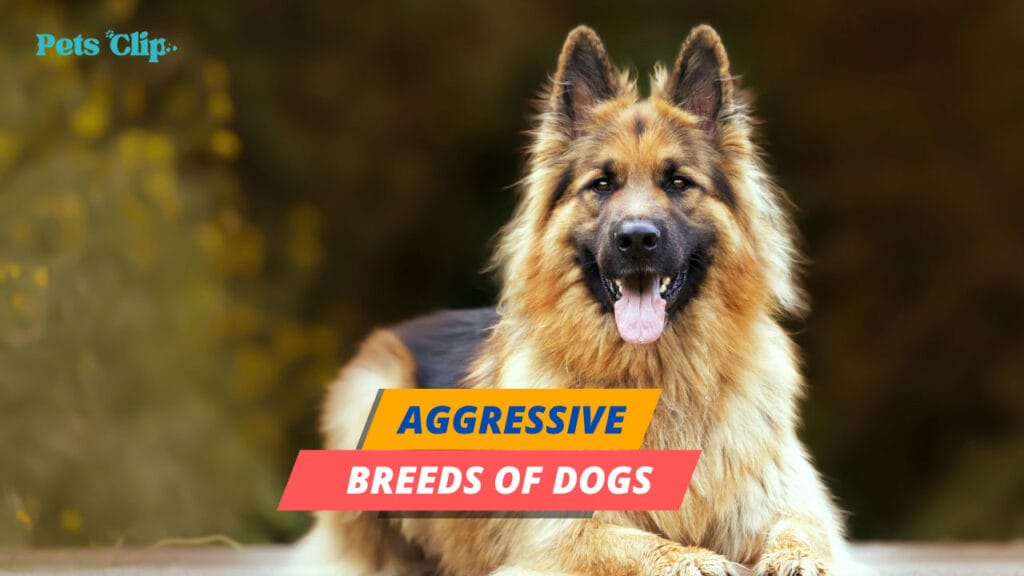 What are the Most Aggressive Breeds of Dogs