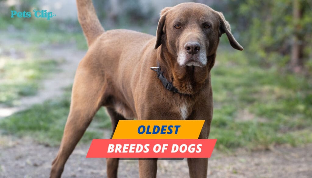 what are the oldest breeds of dogs