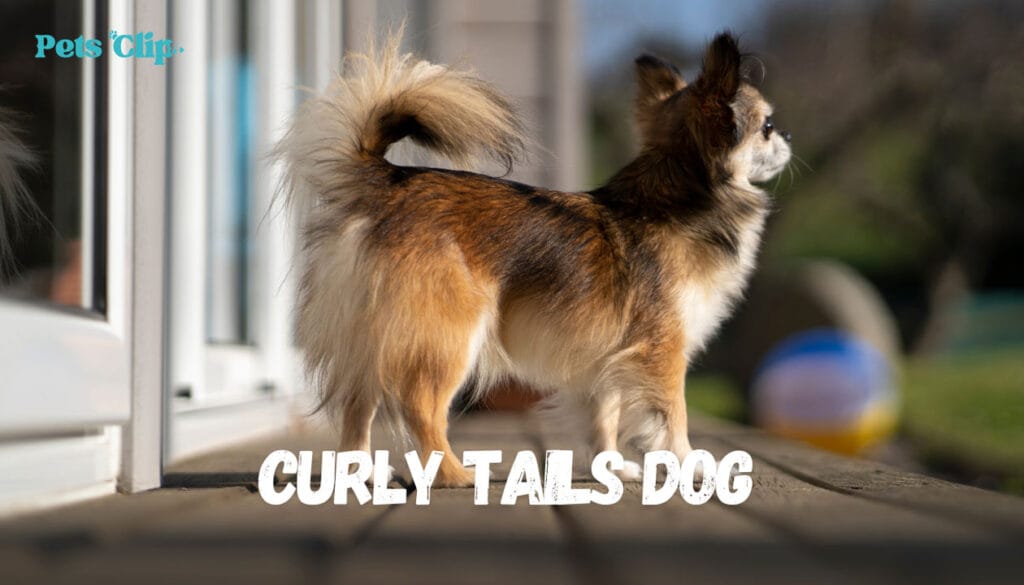 what dog breeds have curly tails