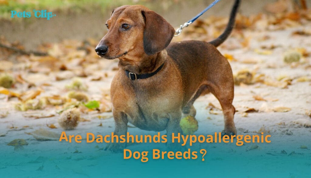 Are Dachshunds Hypoallergenic Dog Breeds