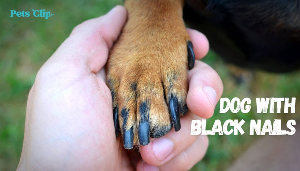 What Dog Breeds Have Black Nails