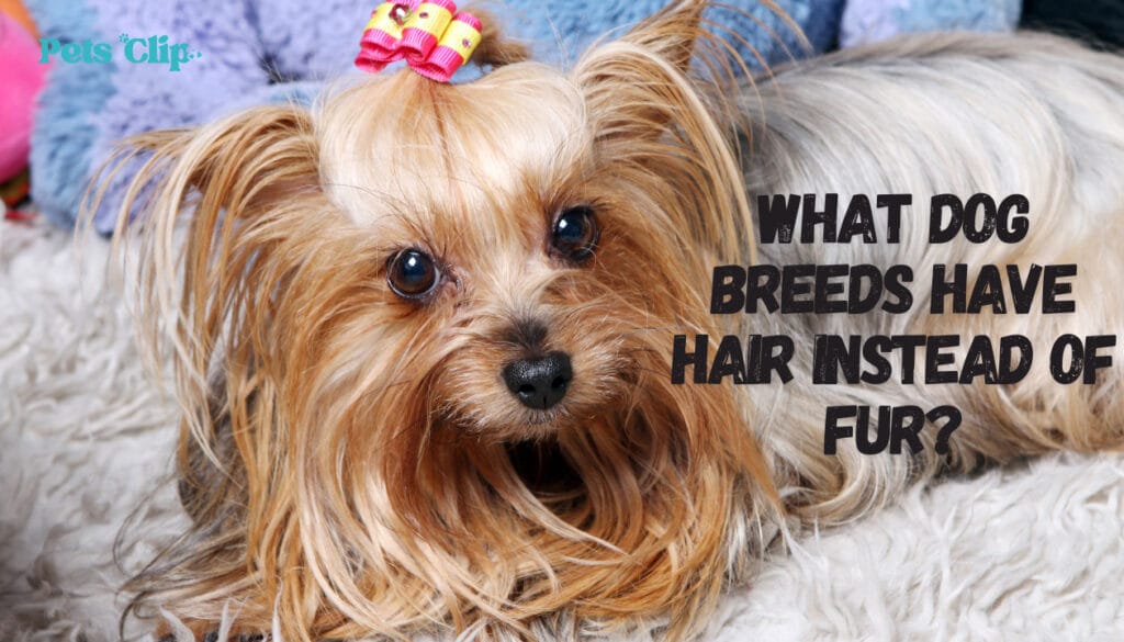 What Dog Breeds Have Hair Instead of Fur