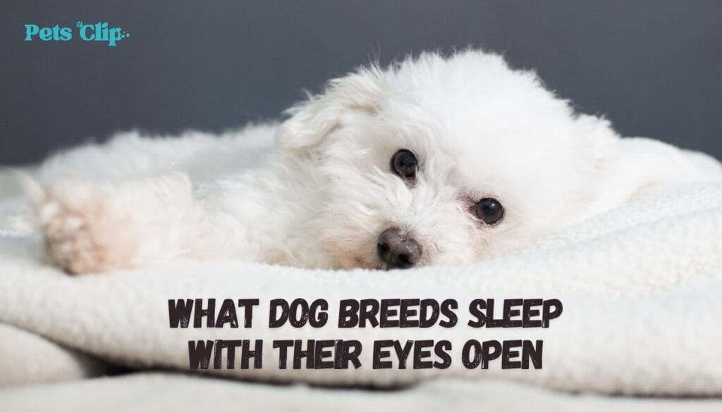 What Dog Breeds Sleep With Their Eyes Open