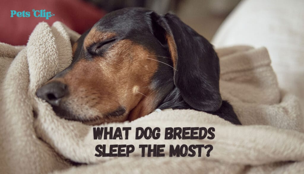 What Dog Breeds Sleep the Most