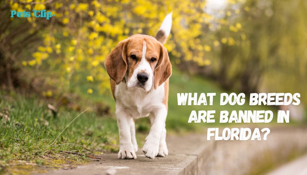 What Dog Breeds are Banned in Florida